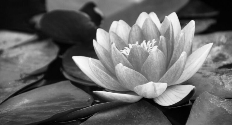 cropped-water-lily-1641032_1920